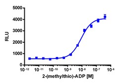 Eurofins Discoverx&nbsp;PathHunter CHO-K1 P2RY12 β-Arrestin Cell Line, 2 vials. (93-0262C2)