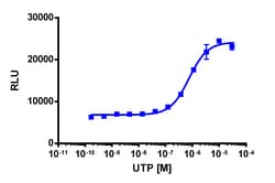 Eurofins Discoverx&nbsp;PathHunter HEK 293 P2RY4 β-Arrestin Cell Line, 2 vials. (93-0263C1)