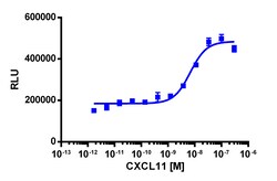 Eurofins Discoverx&nbsp;PathHunter eXpress CXCR3 CHO-K1 β-Arrestin GPCR Assays, 10-Plate Kit. (93-0271E2CP2L)