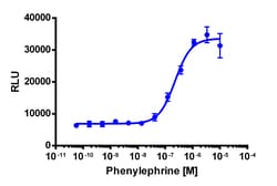Eurofins Discoverx&nbsp;PathHunter CHO-K1 ADRA1B β-Arrestin Cell line, 2 vials. (93-0274C2)