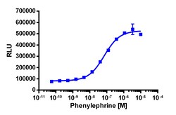 Eurofins Discoverx&nbsp;PathHunter eXpress ADRA1B CHO-K1 β-Arrestin GPCR Assay, 10-Plate Kit. (93-0274E2CP0L)