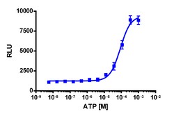 Eurofins Discoverx&nbsp;PathHunter eXpress P2RY11 CHO-K1 β-Arrestin GPCR Assay, 10-Plate Kit. (93-0281E2CP2L)