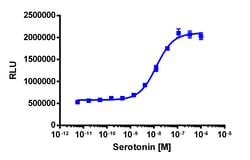 Eurofins Discoverx&nbsp;PathHunter eXpress HTR2C U2OS β-Arrestin GPCR Assay, 2-Plate Kit. (93-0289E3CP3M)