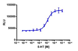 Eurofins Discoverx PathHunter DLD1 HT6 β-Arrestin Cell Line, 2 vials. (93-0294C13),