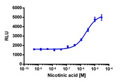 Eurofins Discoverx&nbsp;PathHunter CHO-K1 GPR109A β-Arrestin Cell Line, 2 vials. (93-0301C2)