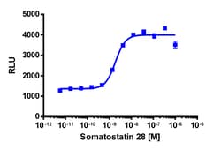 Eurofins Discoverx&nbsp;PathHunter CHO-K1 SSTR4 β-Arrestin Cell Line, 2 vials. (93-0308C2)