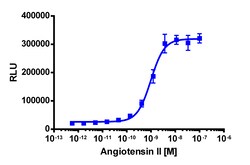 Eurofins Discoverx&nbsp;PathHunter eXpress AGTR1 CHO-K1 β-Arrestin GPCR Assay, 2-Plate Kit. (93-0312E2CP0M)