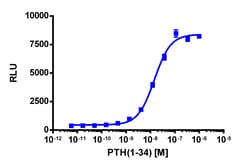 Eurofins Discoverx&nbsp;PathHunter CHO-K1 PTHR1 β-Arrestin Cell Line, 2 vials. (93-0315C2)