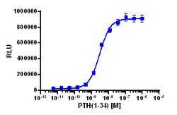 Eurofins Discoverx PathHunter eXpress PTHR1 CHO-K1 β-Arrestin GPCR Assay,