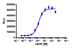 Eurofins Discoverx&nbsp;PathHunter eXpress TBXA2R U2OS β-Arrestin GPCR Assay, 2-Plate Kit. (93-0322E3CP5M)