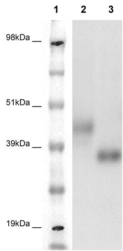 Eurofins Discoverx&nbsp;PathHunter eXpress GPR27 CHO-K1 β-Arrestin Orphan GPCR Assay, 2-Plate Kit. (93-0334E2ACP1M)