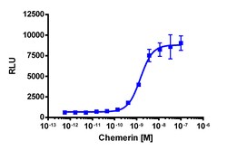 Eurofins Discoverx PathHunter CHO-K1 GPR1 β-Arrestin Cell Line, 2 vials.