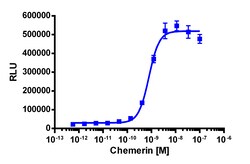 Eurofins Discoverx&nbsp;PathHunter eXpress GPR1 CHO-K1 β-Arrestin GPCR Assay, 2-Plate Kit. (93-0335E2CP2M)