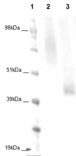 Eurofins Discoverx PathHunter CHO-K1 GPR23 β-Arrestin Orphan GPCR Cell