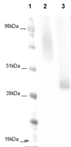 Eurofins Discoverx&nbsp;PathHunter eXpress GPR23 CHO-K1 β-Arrestin Orphan GPCR Assay, 2-Plate Kit. (93-0336E2ACP1M)