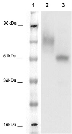 Eurofins Discoverx&nbsp;PathHunter CHO-K1 GPR39 β-Arrestin Orphan GPCR Cell Line, 2 vials. (93-0338C2)