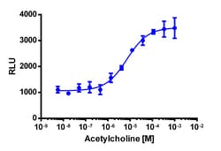 Eurofins Discoverx&nbsp;PathHunter CHO-K1 CHRM4 β-Arrestin Cell Line, 2 vials. (93-0349C2)