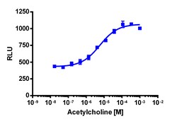Eurofins Discoverx&nbsp;PathHunter eXpress CHRM4 CHO-K1 β-Arrestin GPCR Assay, 10-Plate Kit. (93-0349E2CP0L)