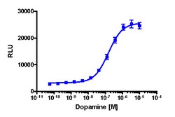 Eurofins Discoverx&nbsp;PathHunter CHO-K1 DRD2S (Short Isoform) β-Arrestin Cell Line, 2 vials. (93-0351C2)
