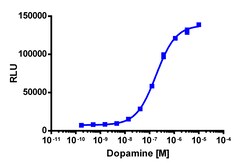 Eurofins Discoverx&nbsp;PathHunter eXpress DRD2S (Short Isoform) CHO-K1 β-Arrestin GPCR Assay, 10pl Kit. (93-0351E2CP0L)