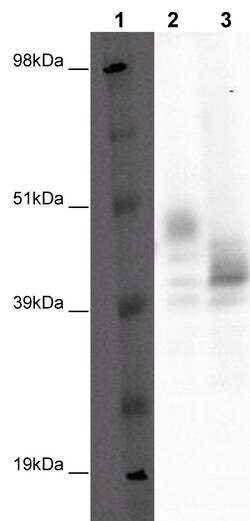 Eurofins Discoverx&nbsp;PathHunter CHO-K1 GPR88 β-Arrestin Orphan GPCR Cell Line, 2 vials. (93-0357C2A)