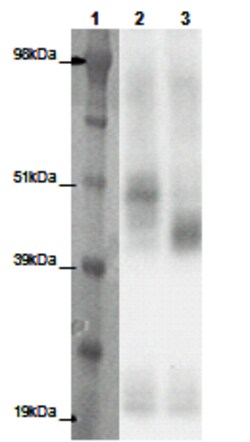 Eurofins Discoverx&nbsp;PathHunter eXpress GPR137 CHO-K1 β-Arrestin Orphan GPCR Assay, 2-Plate Kit. (93-0361E2ACP1M)