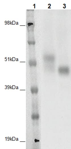 Eurofins Discoverx PathHunter CHO-K1 GPR143 β-Arrestin Orphan GPCR Cell