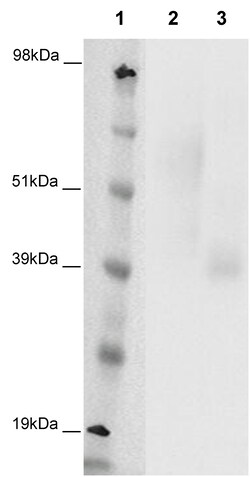 Eurofins Discoverx PathHunter CHO-K1 GPR4 β-Arrestin Orphan GPCR Cell Line,