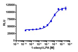 Eurofins Discoverx PathHunter eXpress GPR92 CHO-K1 β-Arrestin GPCR Assay,