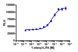 Eurofins Discoverx&nbsp;PathHunter eXpress GPR92 CHO-K1 β-Arrestin GPCR Assay, 2-Plate Kit. (93-0372E2CP6M)