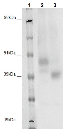 Eurofins Discoverx&nbsp;PathHunter CHO-K1 GPR173 β-Arrestin Orphan GPCR Cell Line, 2 vials. (93-0380C2A)