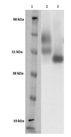Eurofins Discoverx PathHunter CHO-K1 GPR151 β-Arrestin Orphan GPCR Cell