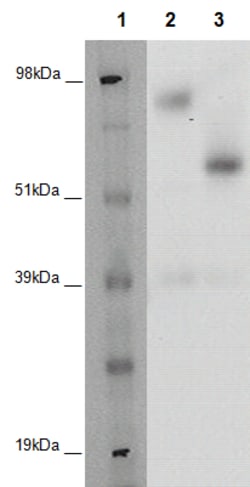 Eurofins Discoverx&nbsp;PathHunter CHO-K1 GPR176 β-Arrestin Orphan GPCR Cell Line, 2 vials. (93-0382C2A)