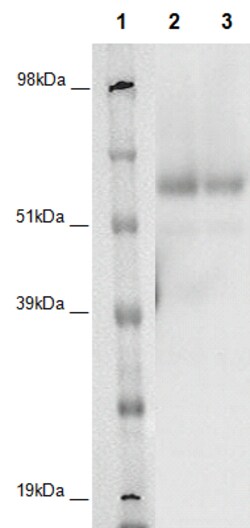 Eurofins Discoverx&nbsp;PathHunter CHO-K1 GPR162 β-Arrestin Orphan GPCR Cell Line, 2 vials. (93-0383C2A)
