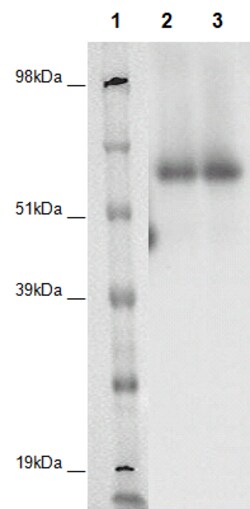 Eurofins Discoverx&nbsp;PathHunter CHO-K1 GPR152 β-Arrestin Orphan GPCR Cell Line, 2 vials. (93-0384C2A)