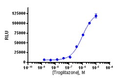 Eurofins Discoverx&nbsp;PathHunter CHO-K1 PPARγ Protein Interaction Cell Line, 2 vials. (93-0390C2)