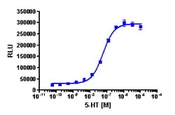 Eurofins Discoverx&nbsp;PathHunter U2OS HTR2A β-Arrestin Cell Line, 2 vials. (93-0401C3)