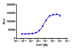 Eurofins Discoverx&nbsp;PathHunter eXpress HTR2A U2OS β-Arrestin GPCR Assay, 10-Plate Kit. (93-0401E3CP19L)