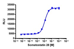 Eurofins Discoverx&nbsp;PathHunter CHO-K1 SSTR5 β-Arrestin Cell Line, 2 vials. (93-0402C2)