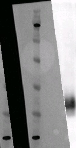Eurofins Discoverx&nbsp;PathHunter HEK 293 GPR20 β-Arrestin Orphan GPCR Cell Line, 2 vials. (93-0405C1)