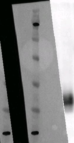 Eurofins Discoverx&nbsp;PathHunter eXpress GPR20 HEK 293 β-Arrestin Orphan GPCR Assay, 2-Plate Kit. (93-0405E1CP1M)
