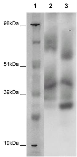 Eurofins Discoverx&nbsp;PathHunter CHO-K1 GPR97 β-Arrestin Orphan GPCR Cell Line, 2 vials. (93-0410C2A)