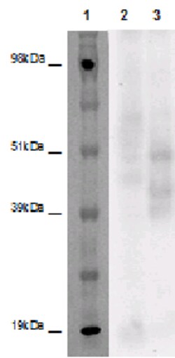 Eurofins Discoverx PathHunter eXpress GPR132 CHO-K1 β-Arrestin Orphan GPCR