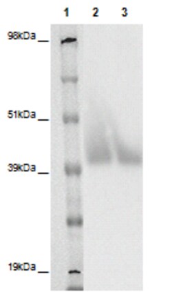 Eurofins Discoverx&nbsp;PathHunter eXpress GPR157 CHO-K1 β-Arrestin Orphan GPCR Assay, 10-Plate Kit. (93-0414E2ACP2L)