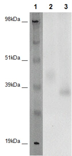Eurofins Discoverx PathHunter CHO-K1 GPR171 β-Arrestin Orphan GPCR Cell