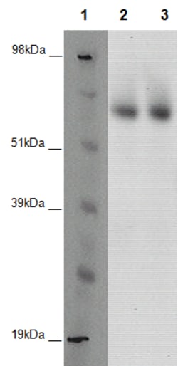 Eurofins Discoverx&nbsp;PathHunter CHO-K1 GPR123 β-Arrestin Orphan GPCR Cell Line, 2 vials. (93-0417C2A)