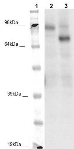 Eurofins Discoverx PathHunter CHO-K1 GPR149 β-Arrestin Orphan GPCR Cell Line, 2 vials. (93-0420C2A)