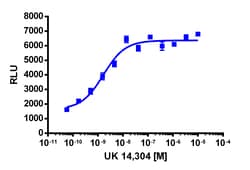 Eurofins Discoverx PathHunter eXpress ADRA2A CHO-K1 β-Arrestin GPCR Assay,