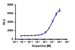 Eurofins Discoverx&nbsp;PathHunter CHO-K1 DRD5 β-Arrestin Cell Line, 2 vials. (93-0426C2)
