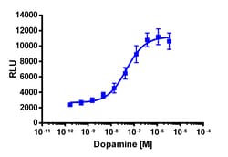 Eurofins Discoverx&nbsp;PathHunter eXpress DRD5 CHO-K1 β-Arrestin GPCR Assay, 10-Plate Kit. (93-0426E2CP0L)